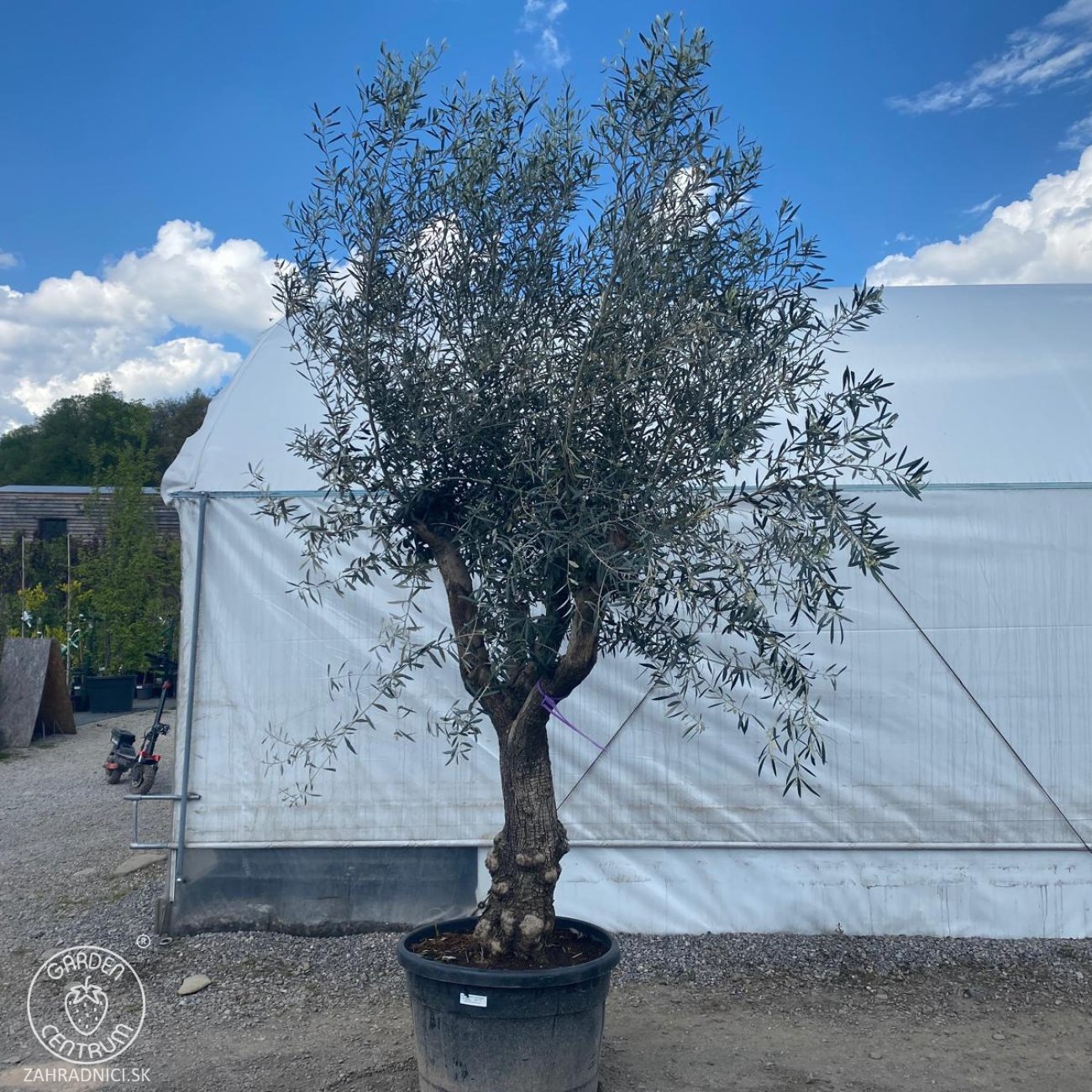 Obrázok Olivovník európsky (Olea europaea) ´LECCINO´ – výška 280–310 cm, obvod kmeňa 50–60 cm, výška kmienka 80–90 cm, kont. C150L - NA KMIENKU